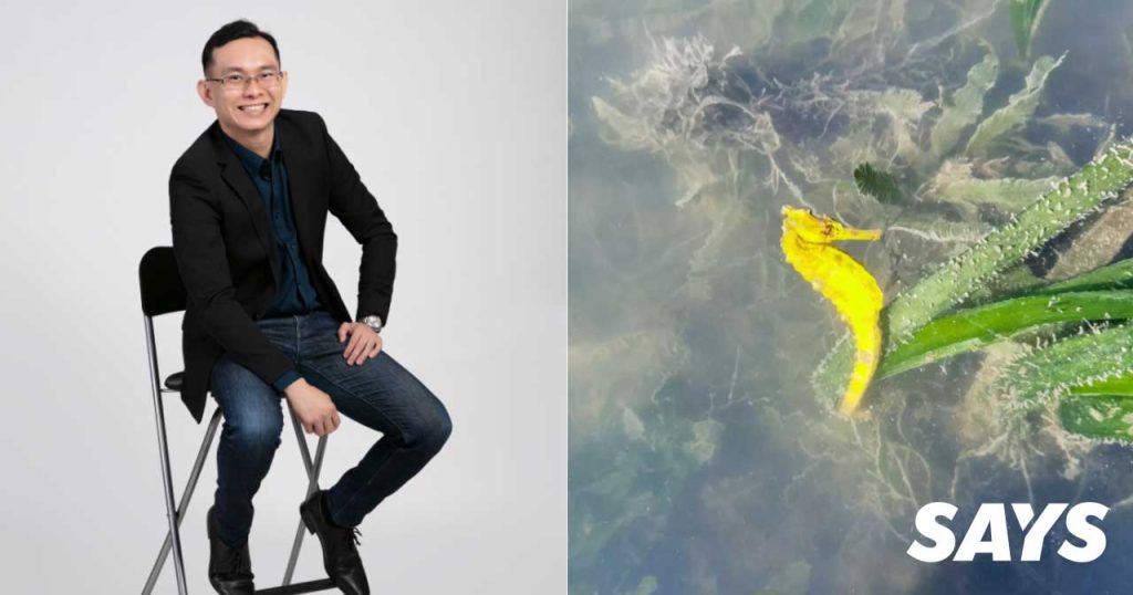 Why Saving Seahorses Is Vital to Marine Life Habitats?