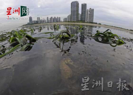 是谁逼得海马活不下去?