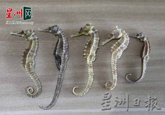 全球共47品种,我国占25% 活得比马来虎惨